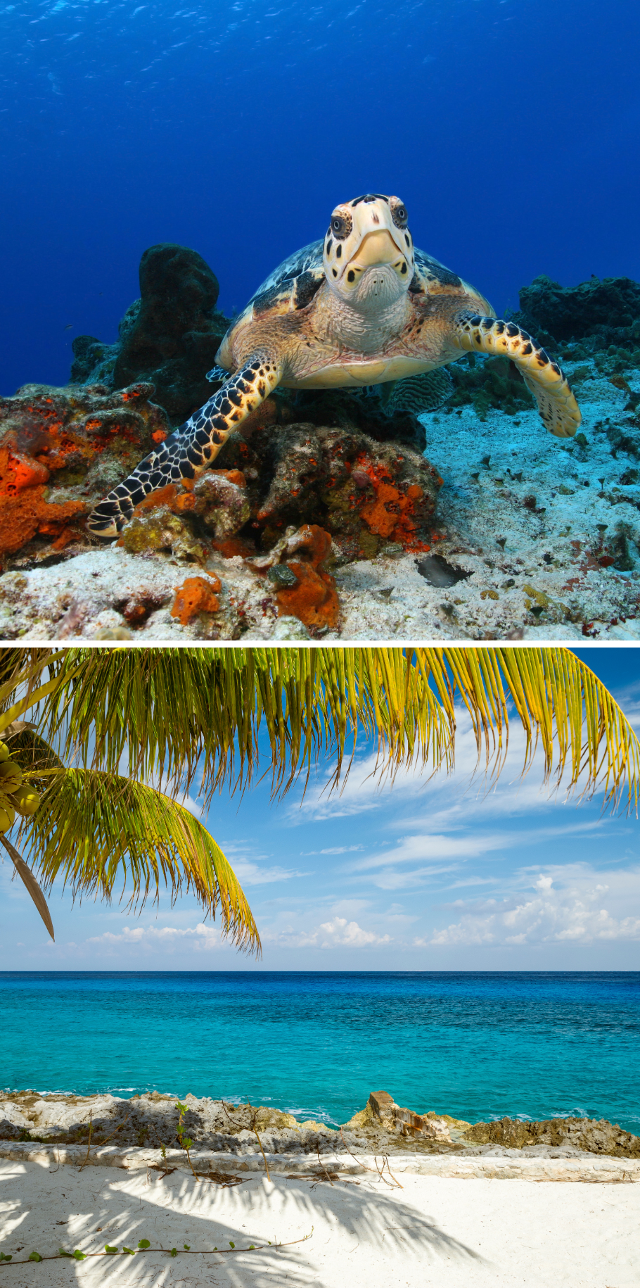 Orlando & Western Caribbean Cruise