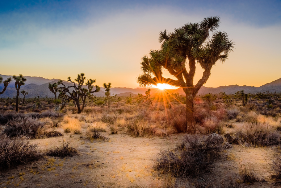 DESERT DREAMSCAPES